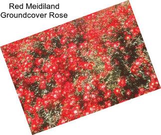 Red Meidiland Groundcover Rose