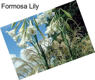 Formosa Lily