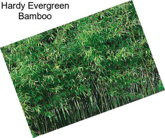 Hardy Evergreen Bamboo