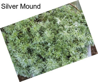 Silver Mound