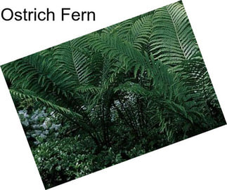 Ostrich Fern