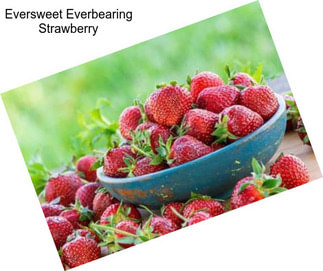 Eversweet Everbearing Strawberry