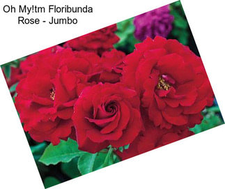 Oh My!tm Floribunda Rose - Jumbo