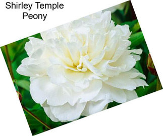 Shirley Temple Peony