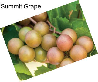 Summit Grape
