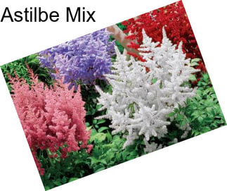 Astilbe Mix