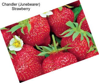 Chandler (Junebearer) Strawberry