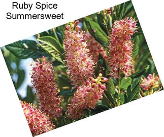 Ruby Spice Summersweet