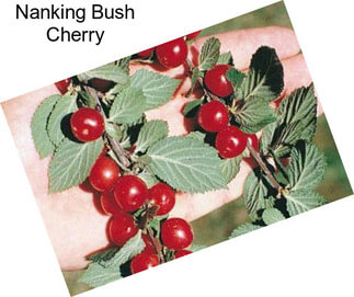 Nanking Bush Cherry