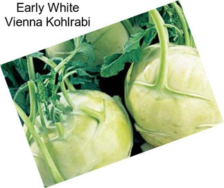 Early White Vienna Kohlrabi