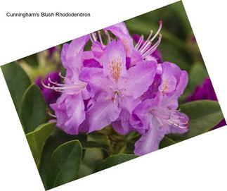 Cunningham\'s Blush Rhododendron