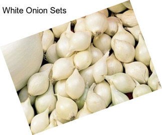 White Onion Sets