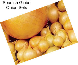 Spanish Globe Onion Sets