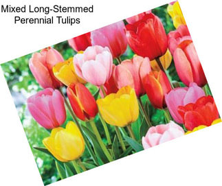 Mixed Long-Stemmed Perennial Tulips