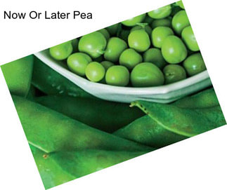 Now Or Later Pea