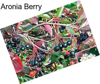 Aronia Berry