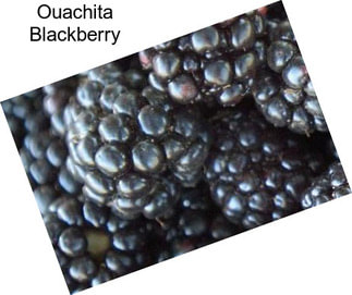 Ouachita Blackberry