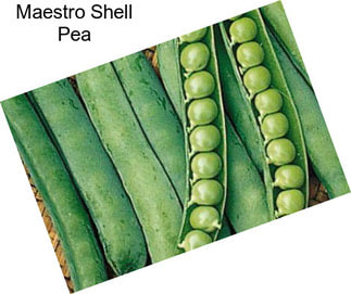 Maestro Shell Pea