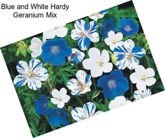 Blue and White Hardy Geranium Mix