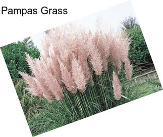 Pampas Grass