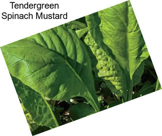 Tendergreen Spinach Mustard