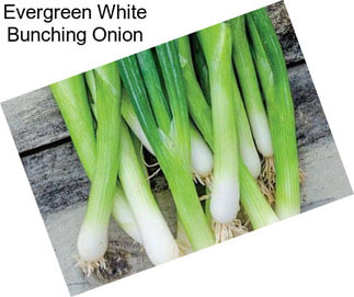 Evergreen White Bunching Onion