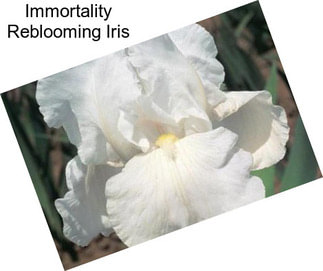Immortality Reblooming Iris