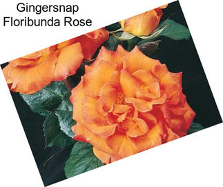 Gingersnap Floribunda Rose
