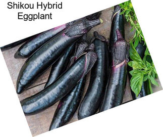 Shikou Hybrid Eggplant