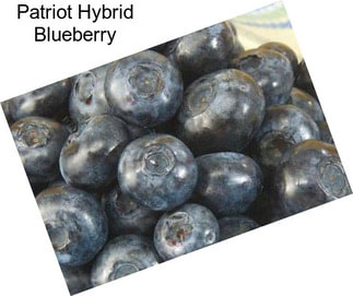 Patriot Hybrid Blueberry
