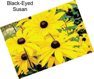 Black-Eyed Susan