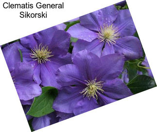 Clematis General Sikorski