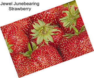 Jewel Junebearing Strawberry