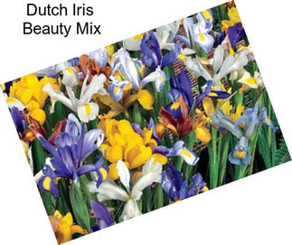 Dutch Iris  Beauty Mix