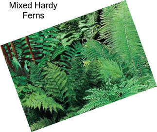 Mixed Hardy Ferns