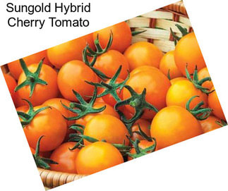 Sungold Hybrid Cherry Tomato