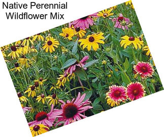 Native Perennial Wildflower Mix