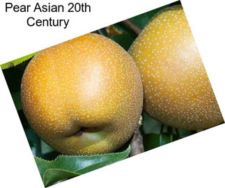 Pear Asian 20th Century