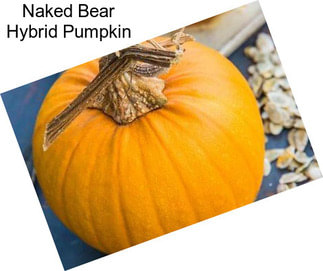 Naked Bear Hybrid Pumpkin