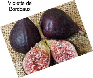 Violette de Bordeaux