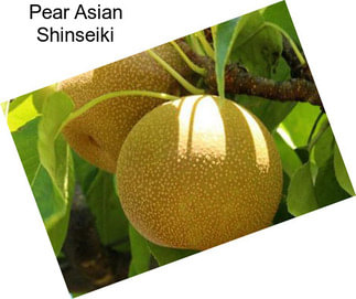 Pear Asian Shinseiki