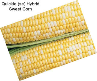 Quickie (se) Hybrid Sweet Corn
