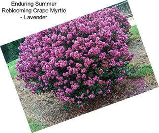 Enduring Summer Reblooming Crape Myrtle - Lavender