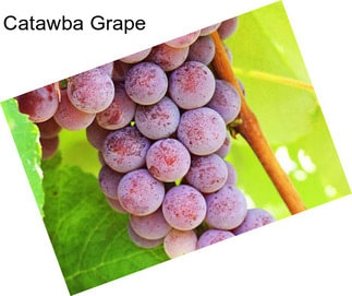 Catawba Grape