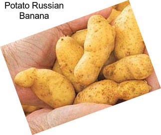Potato Russian Banana
