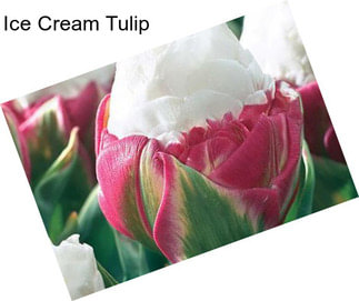 Ice Cream Tulip