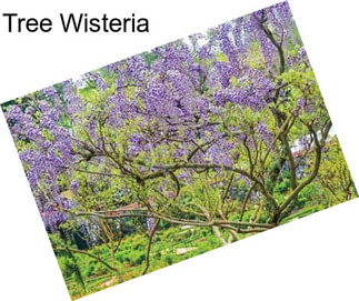 Tree Wisteria