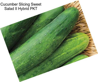 Cucumber Slicing Sweet Salad II Hybrid PKT
