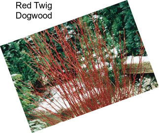 Red Twig Dogwood