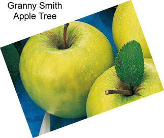 Granny Smith Apple Tree